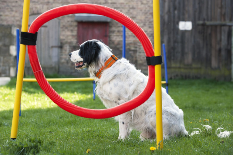 HundeSpaß im eigenen Garten AgilityGeräte selber bauen TIERKOMPASS.DE